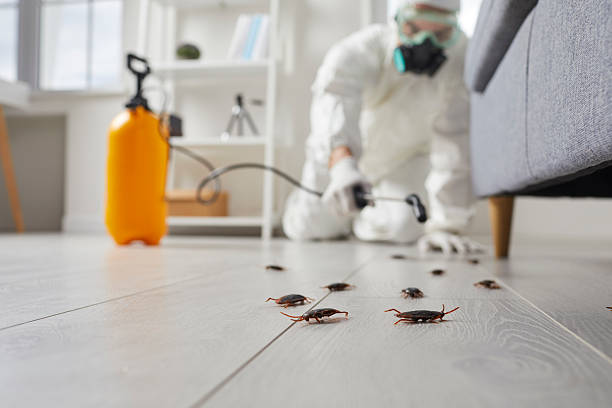 Trusted Rodent Control service in Bonny Doon, CA - Nex Pest Control